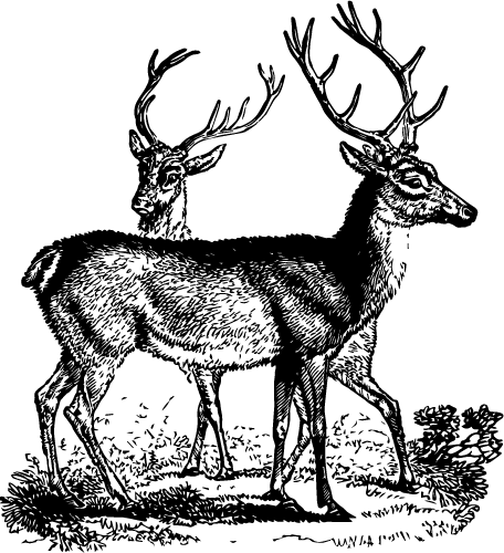 stag illustration